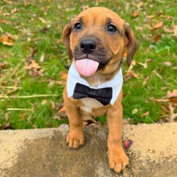 Rescue Mixed Breed Dogs for Adoption in Brownsboro, Alabama - Cheddars | PetCurious