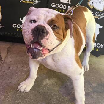 Timber -  English Bulldog Dog for Adoption in Duck River, Tennessee - Timber | PetCurious