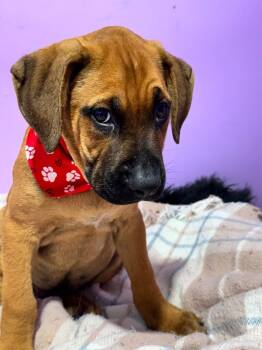 Rescue Black Mouth Cur Dogs for Adoption in Nahunta, Georgia - Augustus Maximus The Chunk | PetCurious