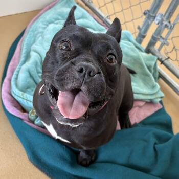 French Bulldog Dogs Available for Adoption - Valentina | PetCurious