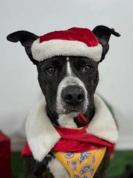 Mountain Cur and Mixed Breed Dogs Available for Adoption - Tuna | PetCurious