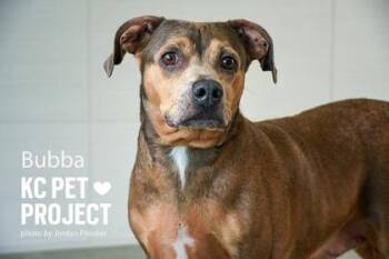 Buddy -  Mixed Breed Dog for Adoption in Kansas City, Missouri - Buddy | PetCurious