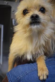 Yorkshire Terrier and Chihuahua Dogs Available for Adoption - Chico (David) | PetCurious