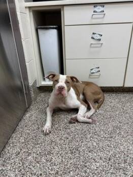 Mabel -  Mixed Breed Dog for Adoption in Westland, Michigan - Mabel | PetCurious