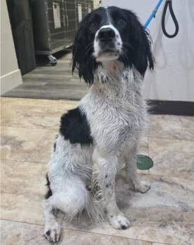 English Springer Spaniel Dogs Available for Adoption - Peace Lily Aka Nala | PetCurious