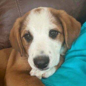 Rescue Mixed Breed Dogs for Adoption in Laramie, Wyoming - Ty (FTF Only) | PetCurious