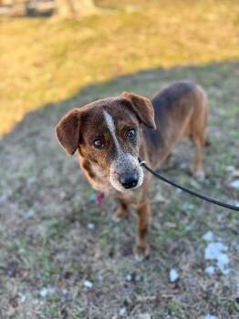 Australian Shepherd and Mixed Breed Dogs Available for Adoption - Angel | PetCurious