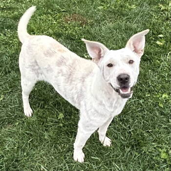 Rescue Labrador Retriever and Australian Cattle Dog Blue Heeler Dogs for Adoption in Cincinnati, Ohio - Snowbird | PetCurious