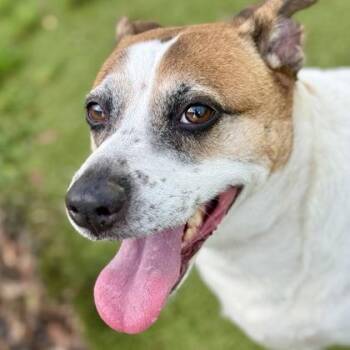 Mixed Breed Dogs Available for Adoption in Largo, Florida - Sammie | PetCurious