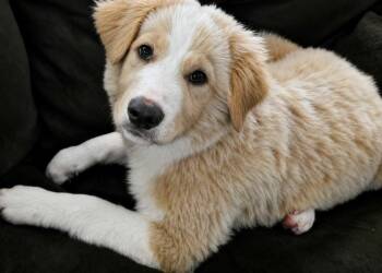 Tigger -  Great Pyrenees and Golden Retriever Dog for Adoption in Kiowa, Oklahoma - Tigger | PetCurious