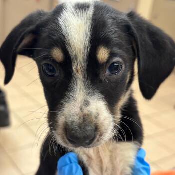 Givenchy -  Hound and Mixed Breed Dog for Adoption in Birmingham, Alabama - Givenchy | PetCurious