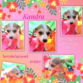 Kandra WV14543-T LOCAL Adoption Event in Woodinville 8/23 -  Dachshund and Chihuahua Dog for Adoption in Missouri City, Texas - Kandra WV14543-T LOCAL Adoption Event In Woodinville 8/23 | PetCurious