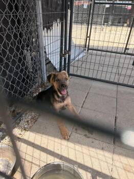 German Shepherd Dog Dogs Available for Adoption in Opelousas, Louisiana - TRIXIE | PetCurious
