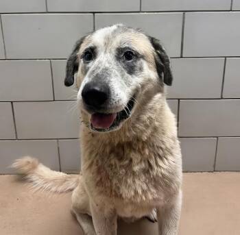 Bernard -  Mixed Breed Dog for Adoption in Nashville, Tennessee - Bernard | PetCurious