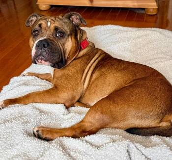 Winnie -  American Bulldog and Terrier Dog for Adoption in Bloomfield, Connecticut - Winnie | PetCurious
