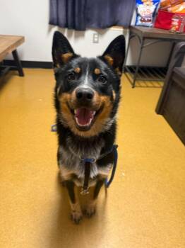 Diego -  Australian Cattle Dog Blue Heeler Dog for Adoption in Maryville, Missouri - Diego | PetCurious