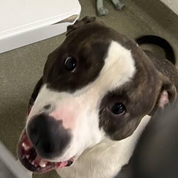 Pit Bull Terrier Dogs Available for Adoption in Harrisonburg, Virginia - 70935 | PetCurious