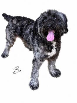 Aussiedoodle Dogs Available for Adoption in Sylvania, Georgia - Bo | PetCurious