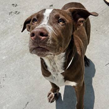 Fred Durst -  Pointer Dog for Adoption in Parrish, Alabama - Fred Durst | PetCurious