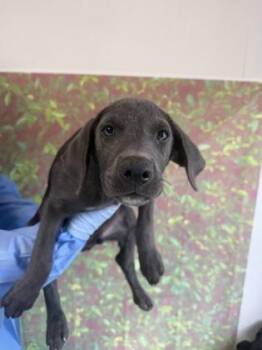 Monty -  Labrador Retriever and Mixed Breed Dog for Adoption in San Antonio, Texas - Monty | PetCurious