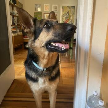 German Shepherd Dog Dogs Available for Adoption - Melody | PetCurious