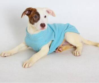 Pit Bull Terrier and Border Collie Dogs Available for Adoption - Allie | PetCurious