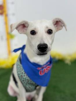 Labrador Retriever and Parson Russell Terrier Dogs Available for Adoption in Carlsbad, California - Moose-One Of Our Amazing Rescue Dogs | PetCurious