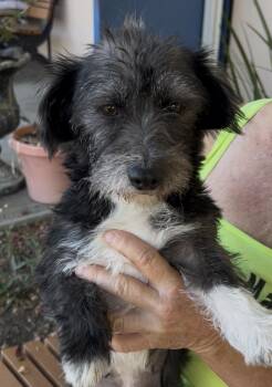 Skippy -  Terrier Dog for Adoption in Woodland, California - Skippy | PetCurious