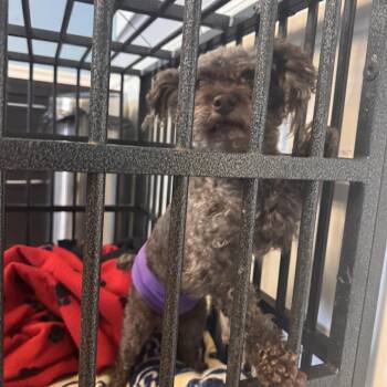 Pumpkin -  Miniature Poodle Dog for Adoption in St. Louis, Missouri - Pumpkin | PetCurious