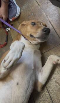 Aspen- Beautiful hound girl looking for her person. -  Hound Dog for Adoption in Conway, South Carolina - Aspen- Beautiful Hound Girl Looking For Her Person. | PetCurious