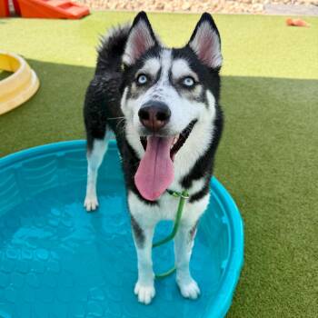 Bari -  Siberian Husky Dog for Adoption in Apache Junction, Arizona - Bari | PetCurious