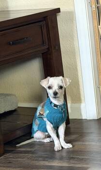 Mork -  Maltese Dog for Adoption in Colorado Springs, Colorado - Mork | PetCurious