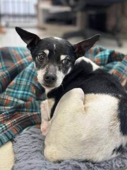 Terrier Dogs Available for Adoption - Atticus 51697 | PetCurious