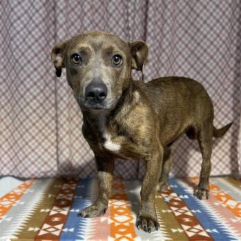 ALBERT -  Plott Hound Dog for Adoption in Opelousas, Louisiana - ALBERT | PetCurious