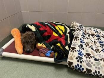 Pit Bull Terrier and Mixed Breed Dogs Available for Adoption - Tank | PetCurious