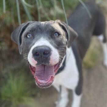 Presley -  Hound and Mixed Breed Dog for Adoption in Riverside, California - Presley | PetCurious