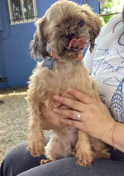 Shih Tzu Dogs Available for Adoption in Sacramento, California - Miko | PetCurious