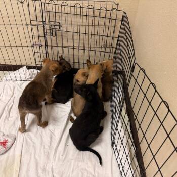 Chisel -  Mixed Breed Dog for Adoption in Flagstaff, Arizona - Chisel | PetCurious