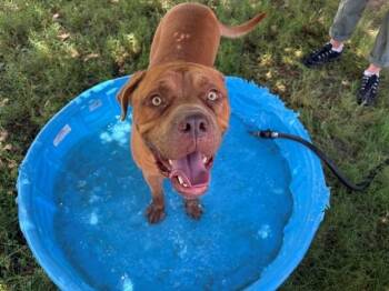 CHASE -  Pit Bull Terrier and Mixed Breed Dog for Adoption in Tulsa, Oklahoma - CHASE | PetCurious