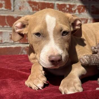 River -  American Staffordshire Terrier and Pit Bull Terrier Dog for Adoption in Atlanta, Texas - River | PetCurious
