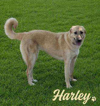 Anatolian Shepherd Dogs Available for Adoption in Momence, Illinois - Harley | PetCurious