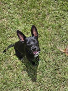 LUVIES -  Labrador Retriever and Mixed Breed Dog for Adoption in Houston, Texas - LUVIES | PetCurious