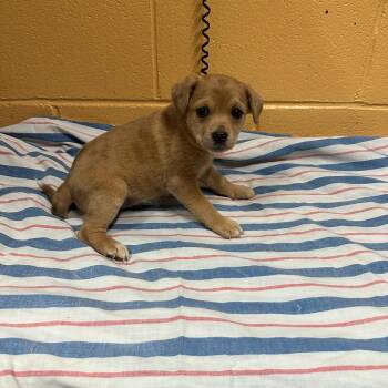 Labrador Retriever Dogs Available for Adoption - Twix | PetCurious