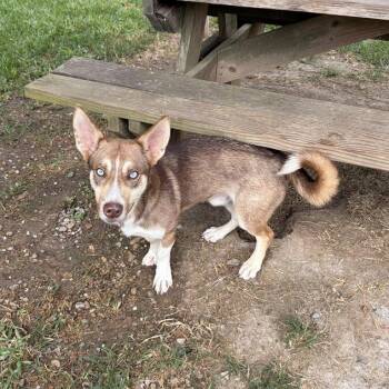 Toonami -  Cardigan Welsh Corgi and Husky Dog for Adoption in Carencro, Louisiana - Toonami | PetCurious