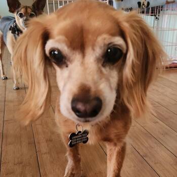 BUBBA AND CUDDLES -  Dachshund Dog for Adoption in Marana, Arizona - BUBBA AND CUDDLES | PetCurious