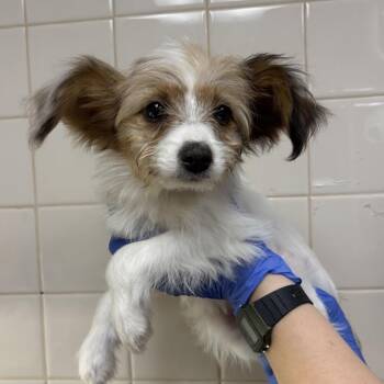 Kit Kat -  Dachshund and Mixed Breed Dog for Adoption in Los Angeles, California - Kit Kat | PetCurious