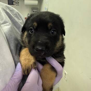 Mixed Breed Dogs Available for Adoption in Charleston, West Virginia - Captain Cutler | PetCurious