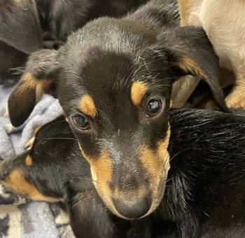 COLLIN -  Black And Tan Coonhound and Black Mouth Cur Dog for Adoption in Clyde, North Carolina - COLLIN | PetCurious
