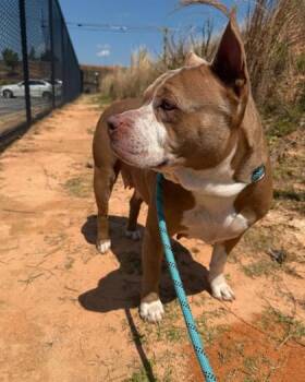 Ms.Daisyy -  Mixed Breed Dog for Adoption in Atlanta, Georgia - Ms.Daisyy | PetCurious