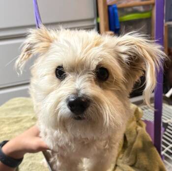 Wheaten Terrier and Poodle Dogs Available for Adoption in Valley Park, Oklahoma - Teddy | PetCurious